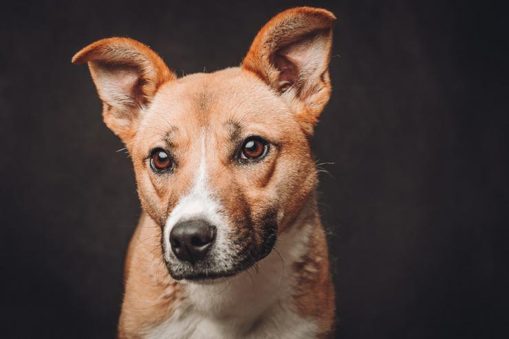 Bild 5: Caroline ist ein nettes Hundefräulein.