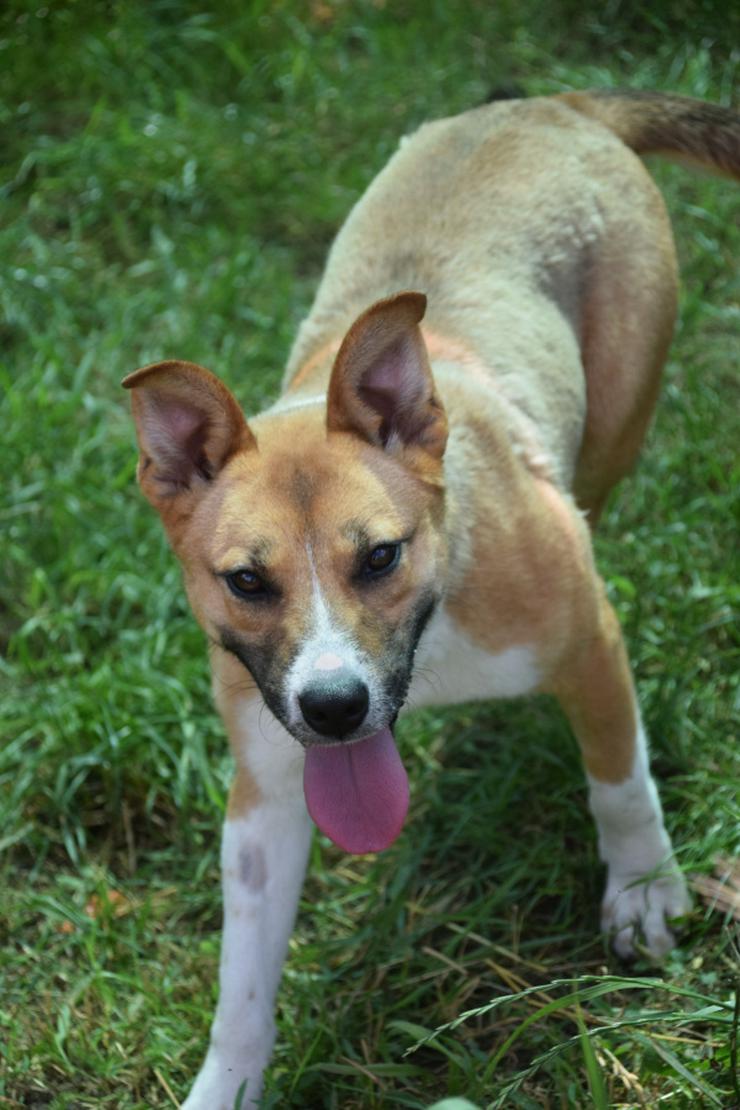 Bild 3: Caroline ist ein nettes Hundefräulein.