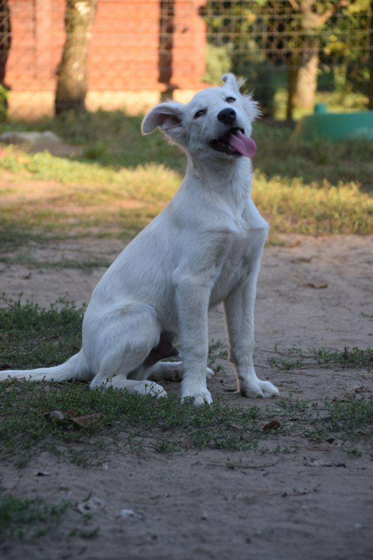 Bild 6: Caruso ist ein lieber, neugieriger Hundejunge.