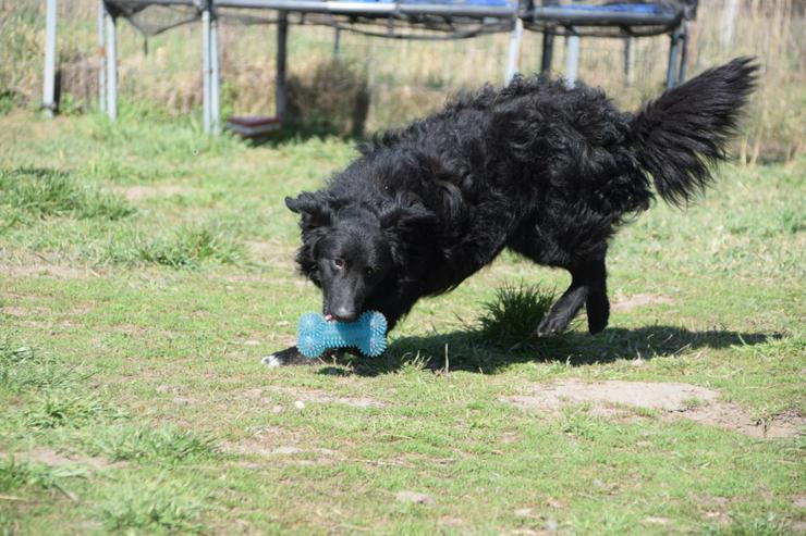 Bild 3: Gunnar ist ein netter, junger ungarischer Schäferhund-Mischlingsrüde (Mudi-Mix).