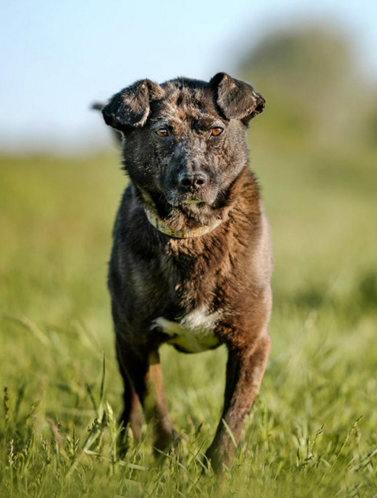 Bild 11: Kotangens ist eine ruhige und unauffällige Hundedame, der das Schicksal übel mitgespielt hat.