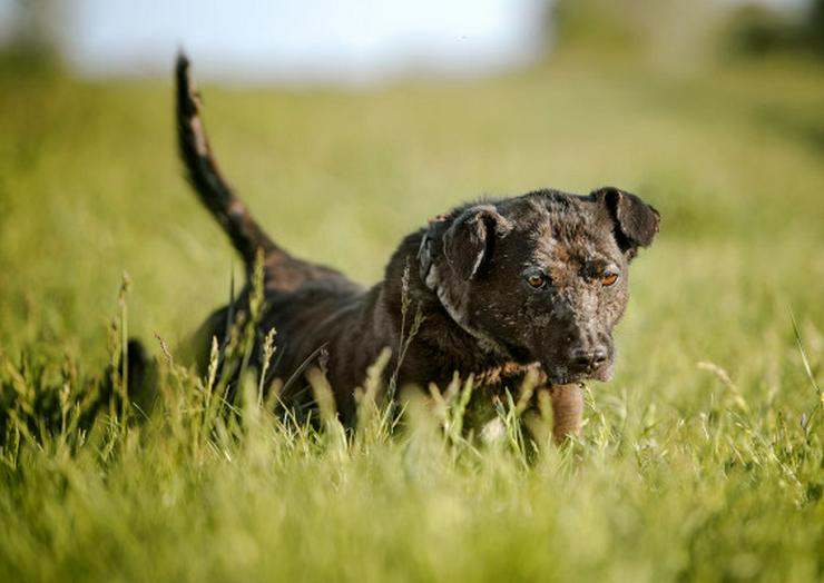 Bild 9: Kotangens ist eine ruhige und unauffällige Hundedame, der das Schicksal übel mitgespielt hat.