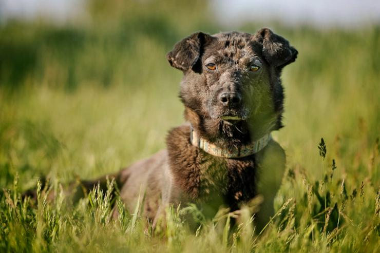 Bild 10: Kotangens ist eine ruhige und unauffällige Hundedame, der das Schicksal übel mitgespielt hat.