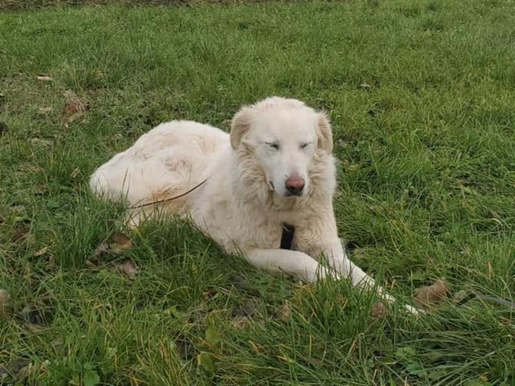 Bild 4: Sensieble, liebenswerte Gerardina sucht ihren Kuschelplatz