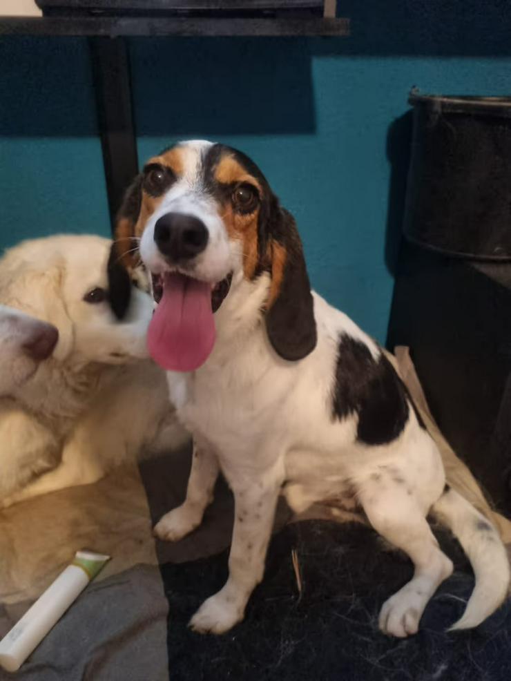 Bild 6: Menschenbezogener Beaglemix Angelino sucht sein aktives Zuhause