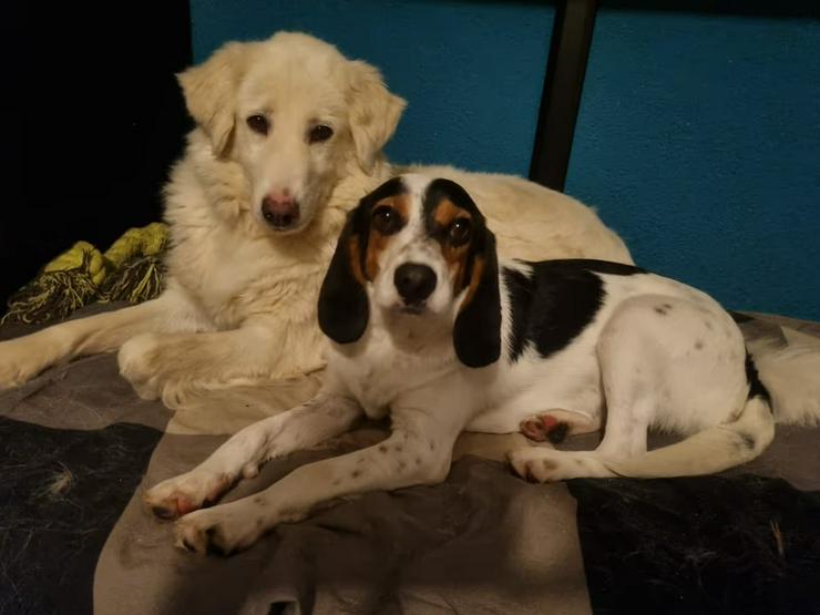 Bild 5: Menschenbezogener Beaglemix Angelino sucht sein aktives Zuhause