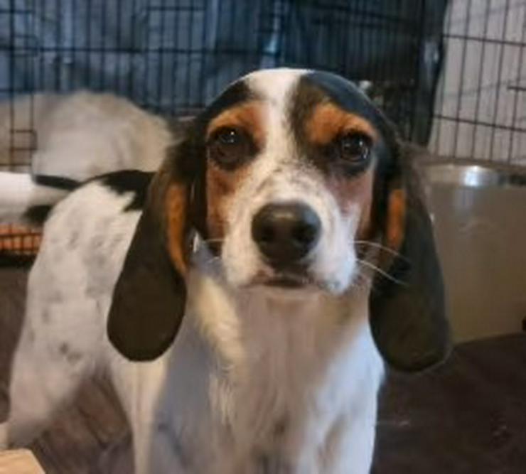 Menschenbezogener Beaglemix Angelino sucht sein aktives Zuhause