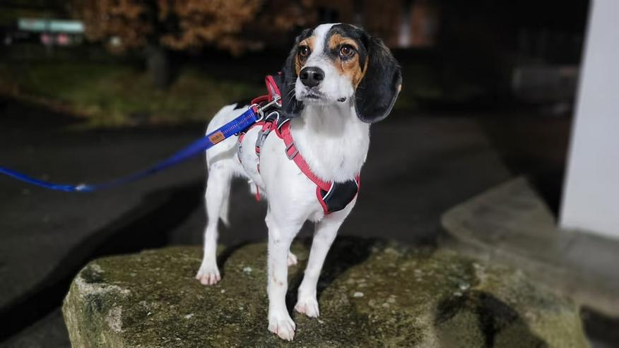 Bild 4: Menschenbezogener Beaglemix Angelino sucht sein aktives Zuhause