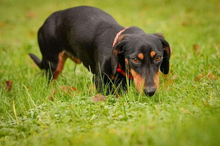 Bild 2: Lilly ist ein liebevolles, freundliches und anhängliches Mädchen.