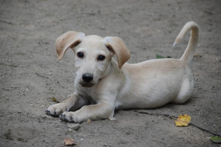 Bild 9: Manni ist ein lustiges, kleines Hundekind.