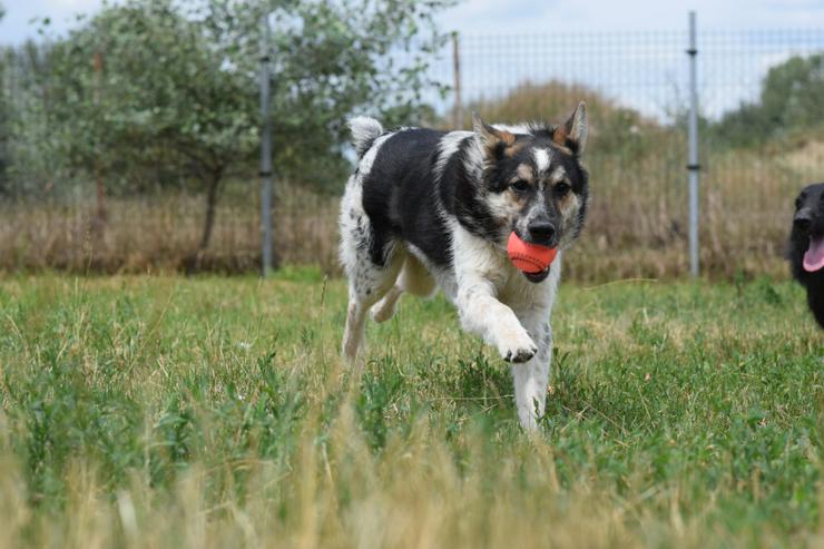 Bild 8:  Alfonz ist ein netter Junghund.