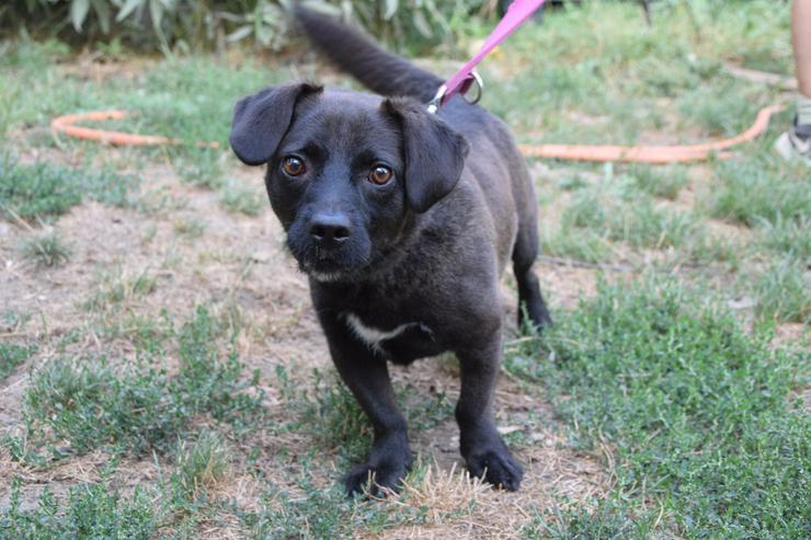 Benji ist ein kleiner Mischlingsrüde mit kurzen Beinchen und langem Körper.