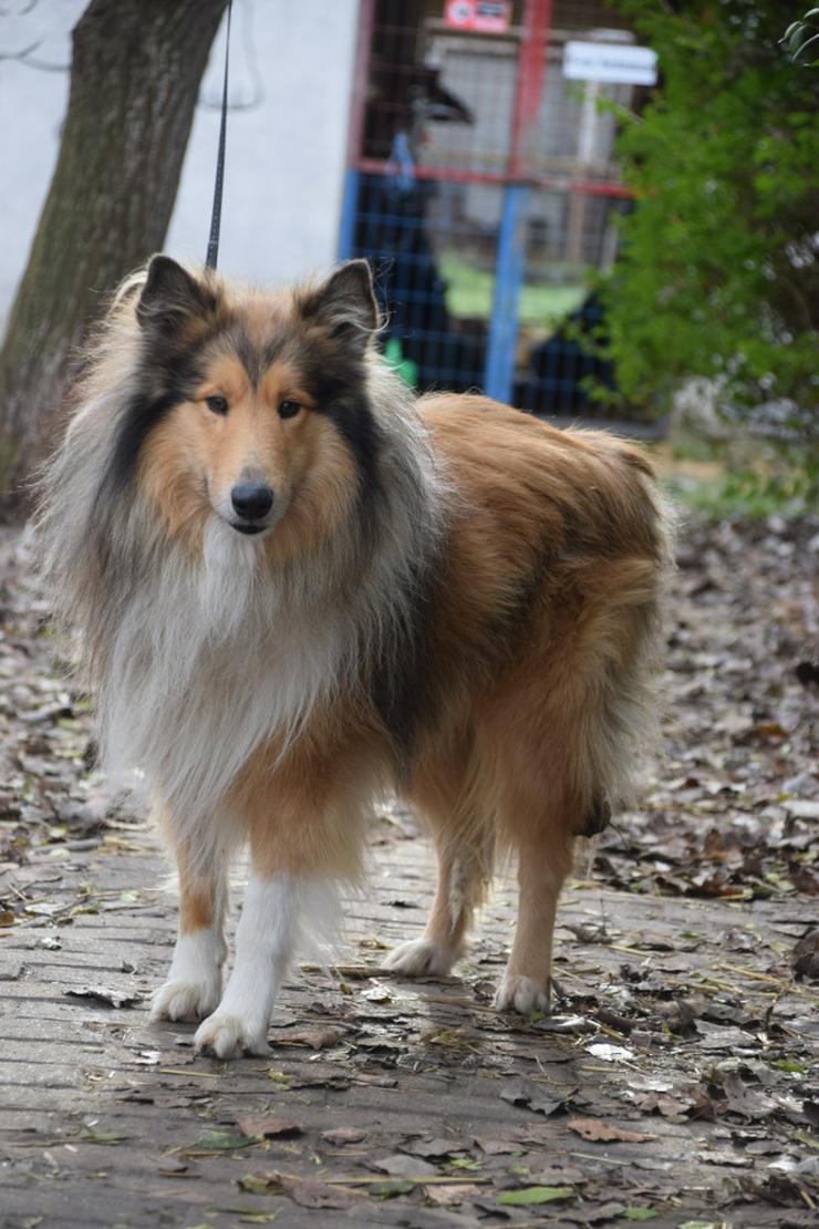 Hannes ist ein entzückender Langhaarcollie