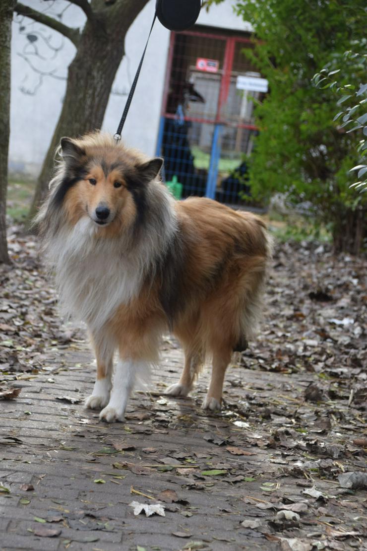 Bild 6: Hannes ist ein entzückender Langhaarcollie