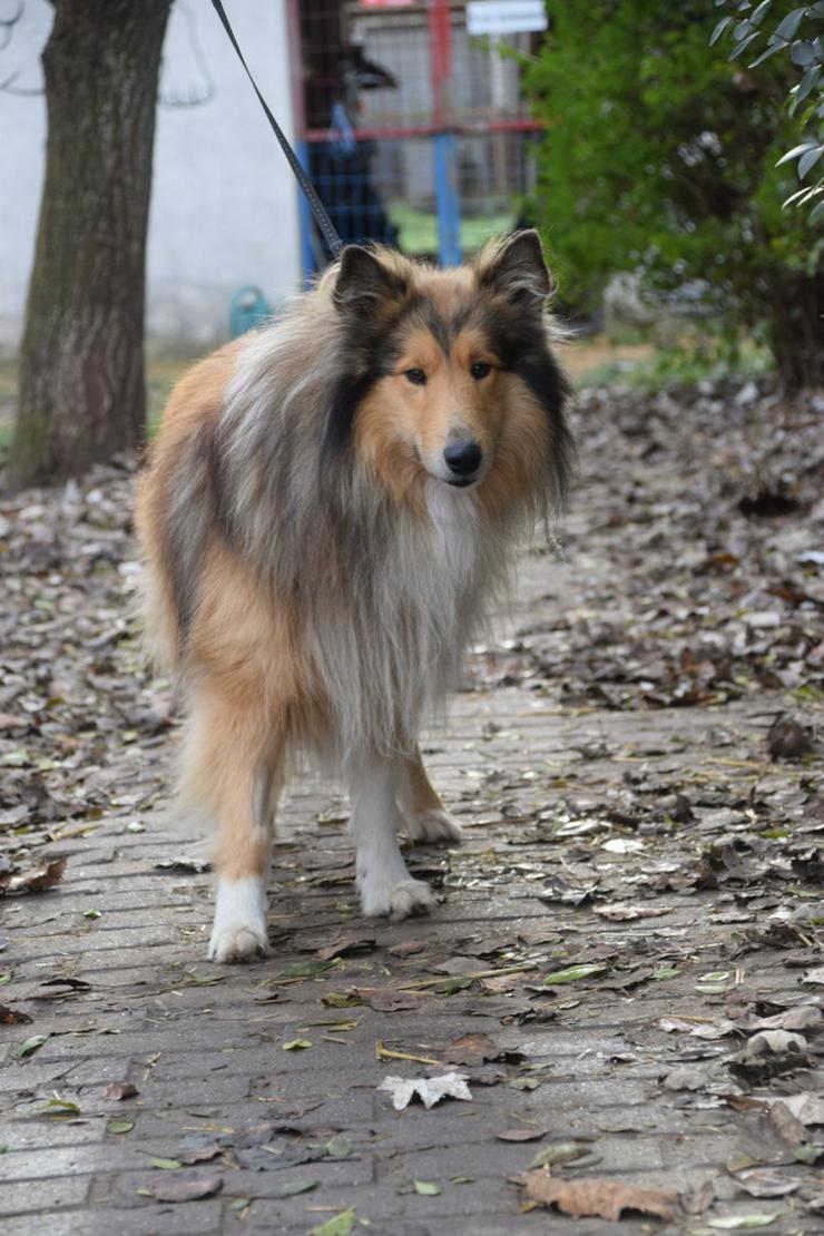 Bild 5: Hannes ist ein entzückender Langhaarcollie