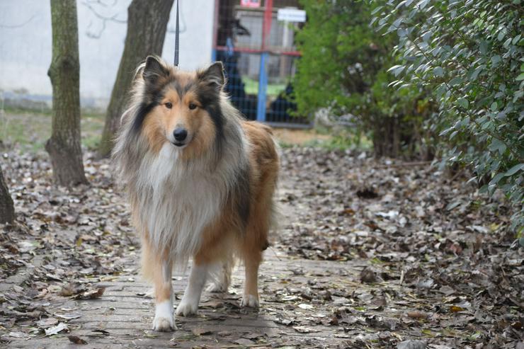 Bild 4: Hannes ist ein entzückender Langhaarcollie