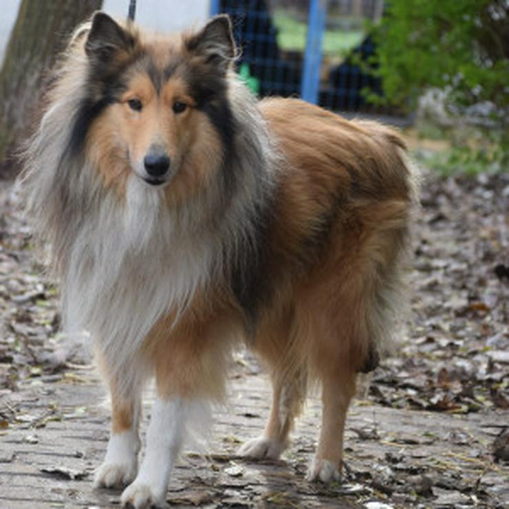 Bild 8: Hannes ist ein entzückender Langhaarcollie