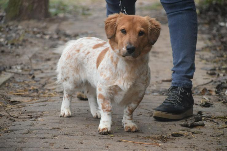 Bild 2: Amazon ist ein bezauberndes Hundefräulein.