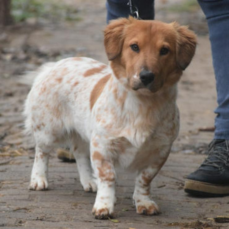 Bild 9: Amazon ist ein bezauberndes Hundefräulein.