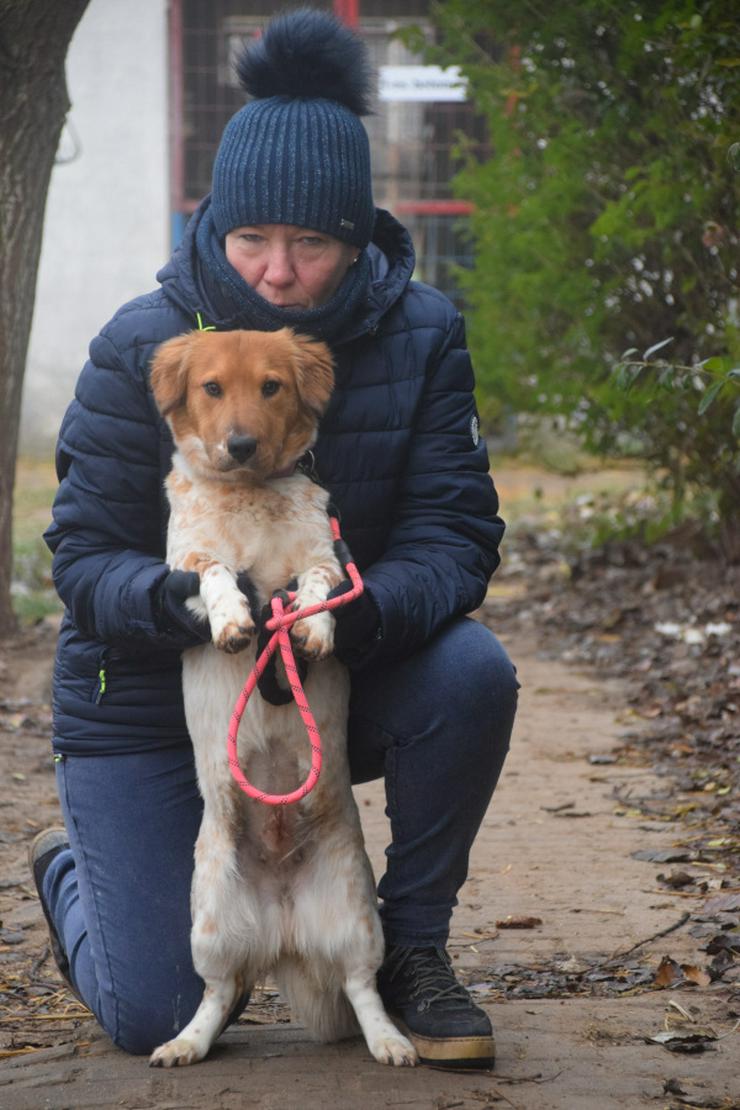 Bild 7: Amazon ist ein bezauberndes Hundefräulein.