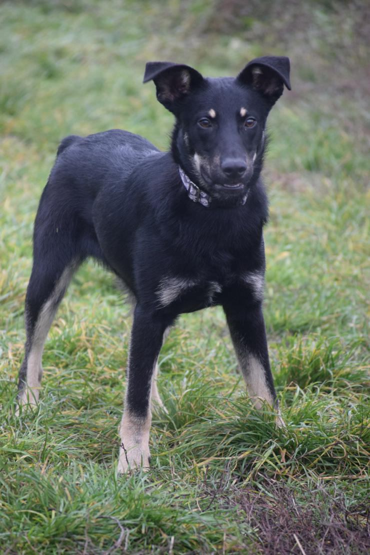 Dobby ist ein äußerst freundlicher und menschenbezogener Hund. 