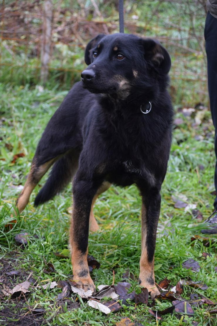 Clyde ist ein liebenswerter Hund, der auf ein endgültiges Zuhause wartet.