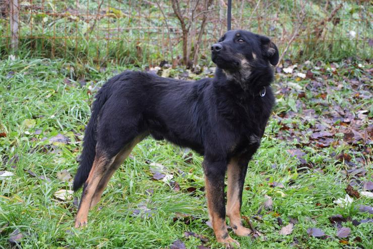 Bild 5: Clyde ist ein liebenswerter Hund, der auf ein endgültiges Zuhause wartet.