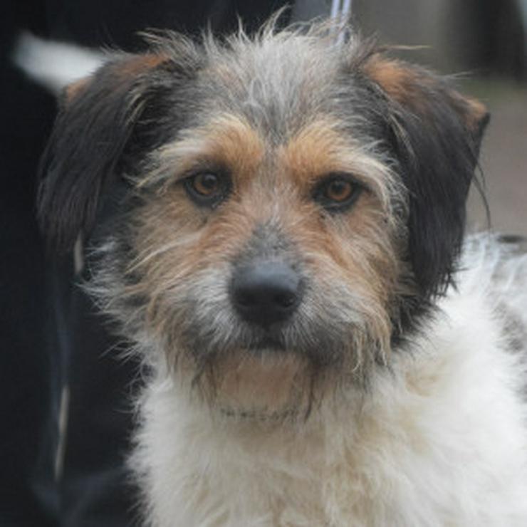 Bild 8: Larry ist ein charmanter, freundlicher Terrier-Mix.