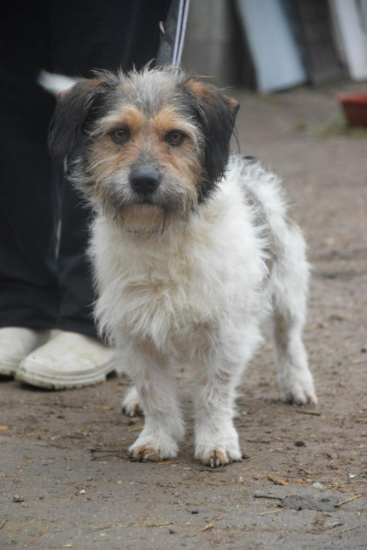 Bild 1: Larry ist ein charmanter, freundlicher Terrier-Mix.