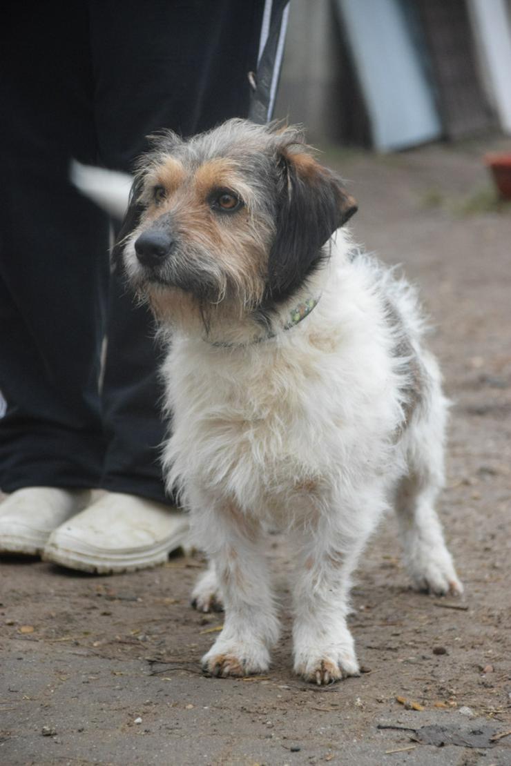 Bild 6: Larry ist ein charmanter, freundlicher Terrier-Mix.