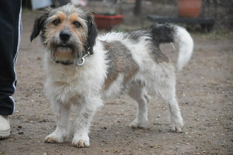 Bild 7: Larry ist ein charmanter, freundlicher Terrier-Mix.