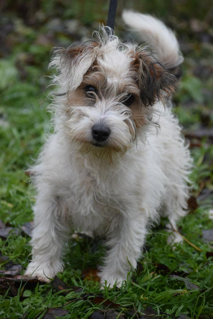 Torpedo ist ein sehr lieber und freundlicher Terrierjunge.