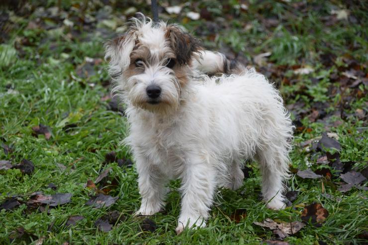 Bild 2: Torpedo ist ein sehr lieber und freundlicher Terrierjunge.