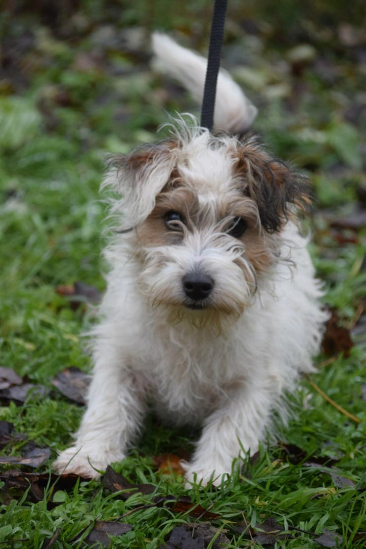 Bild 3: Torpedo ist ein sehr lieber und freundlicher Terrierjunge.