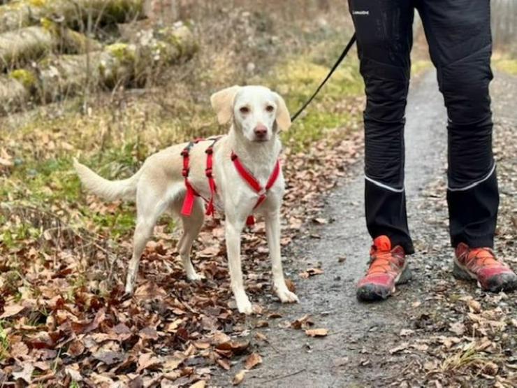 Bild 2: Anhängliche Peppa sucht ihr Glück im zweiten Anlauf