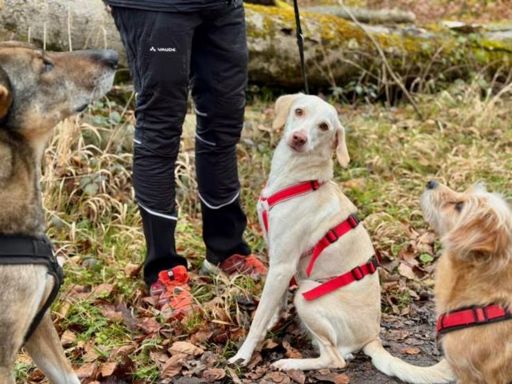 Bild 4: Anhängliche Peppa sucht ihr Glück im zweiten Anlauf