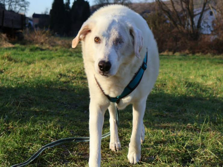 Bild 7: Traumhund Kael möchte Ihr Herz erobern