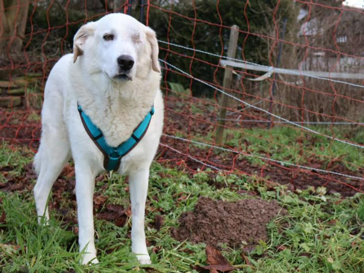 Bild 9: Traumhund Kael möchte Ihr Herz erobern