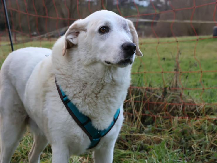 Bild 2: Traumhund Kael möchte Ihr Herz erobern