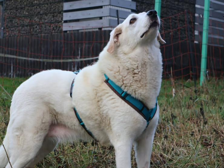 Bild 8: Traumhund Kael möchte Ihr Herz erobern