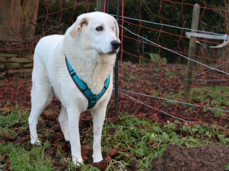 Bild 5: Traumhund Kael möchte Ihr Herz erobern