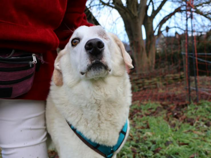 Bild 6: Traumhund Kael möchte Ihr Herz erobern