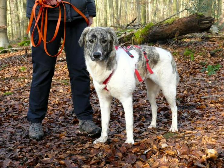 Bild 3: Neugierige, junge Jane sucht ihr ländliches Zuhause 