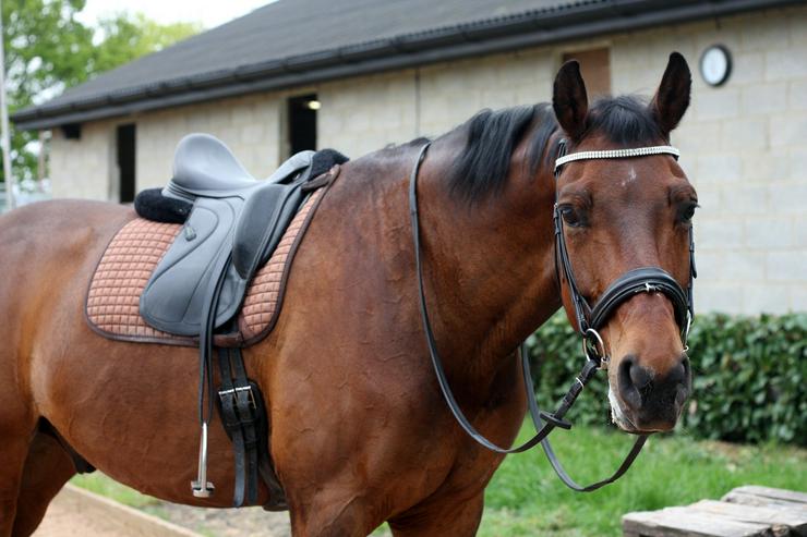 Reitbeteiligung gesucht (Mann sucht Pferd/Pony)