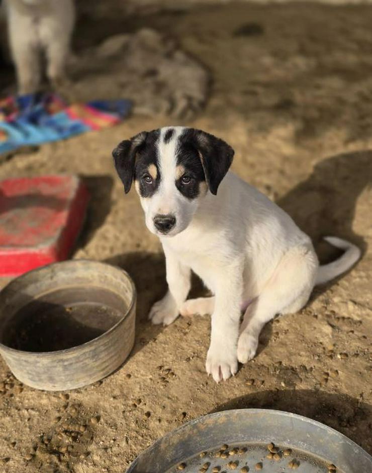 Frodo ist genauso fröhlich wie sein Name bedeutet