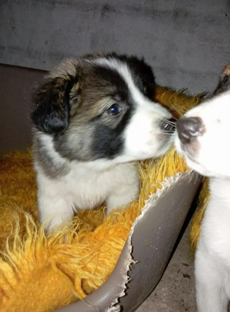 Bild 3: Bubi möchte so gerne kuscheln