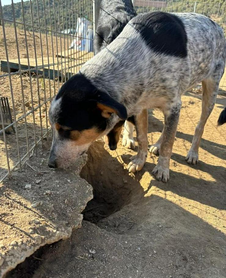 Bild 6: Shio ein Traumhund mit dem besonderen Fell