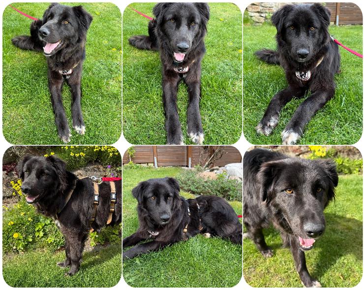 Smitty der Witzige mit den hellen Flecken am Pfötchen