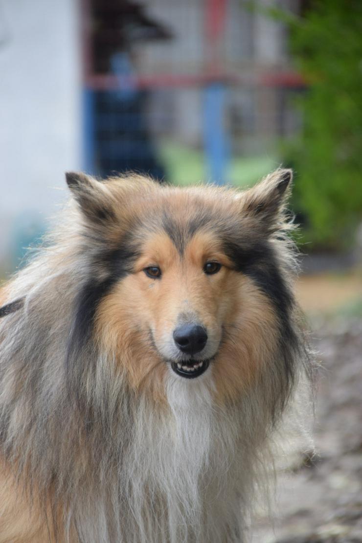 Hannes ist ein entzückender Langhaarcollie.