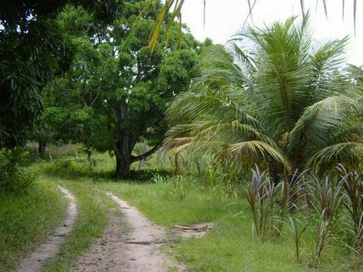 Bild 7:  Natur-Grundstück m Bereich Santa Lucia / Brasilien